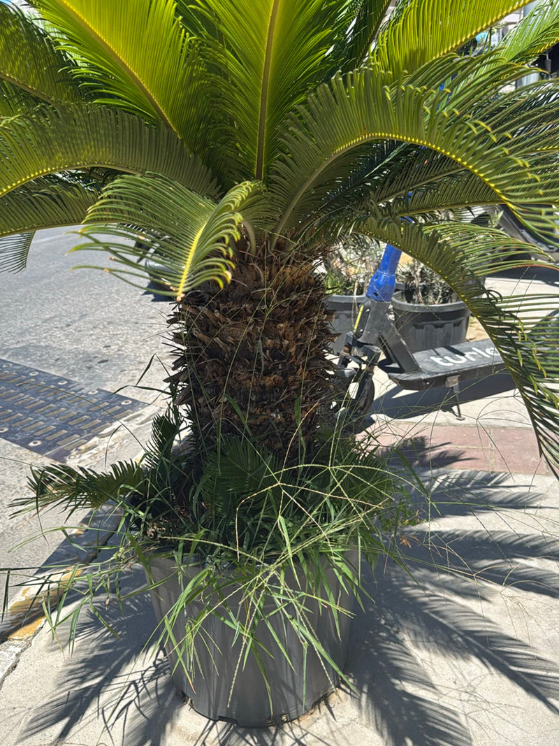 Een sterke sagopalm is te zien in een grijze plantenbak op een stedelijk trottoir. De karakteristieke geveerde bladeren stralen vanuit een dikke stam.