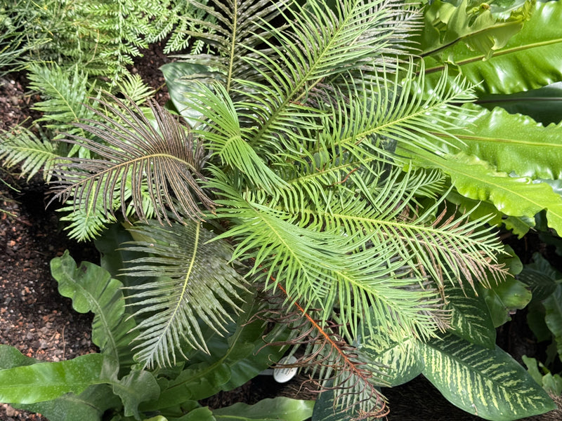 Bovenaanzicht van de geveerde groene bladeren van een varenpalm tussen andere dichte begroeiing.