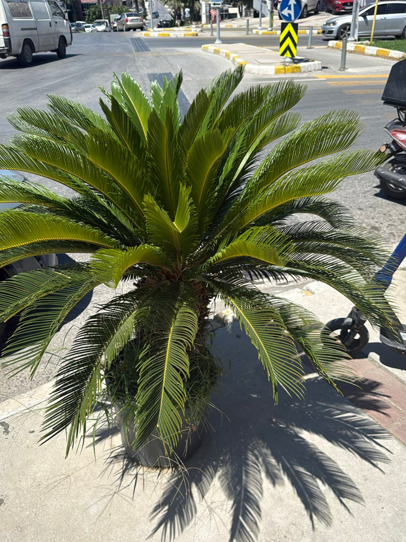 Te zien is een prachtige sagopalm met donkergroene, geveerde bladeren. De plant staat in een bak op een stedelijk trottoir.