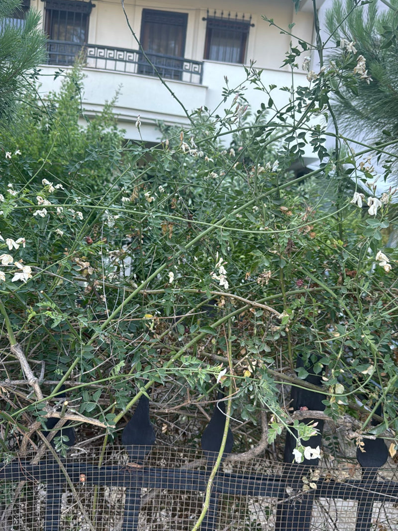 Japanse snaarboom — foto 3 van 24
