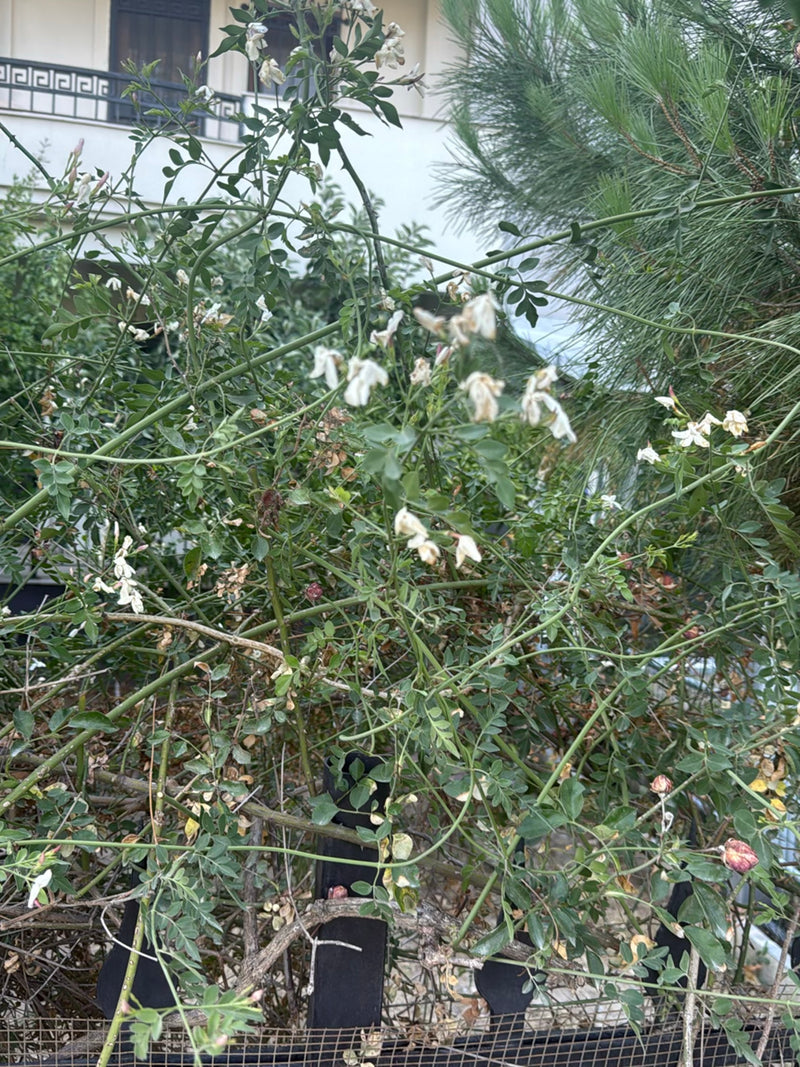 Japanse snaarboom — foto 2 van 24