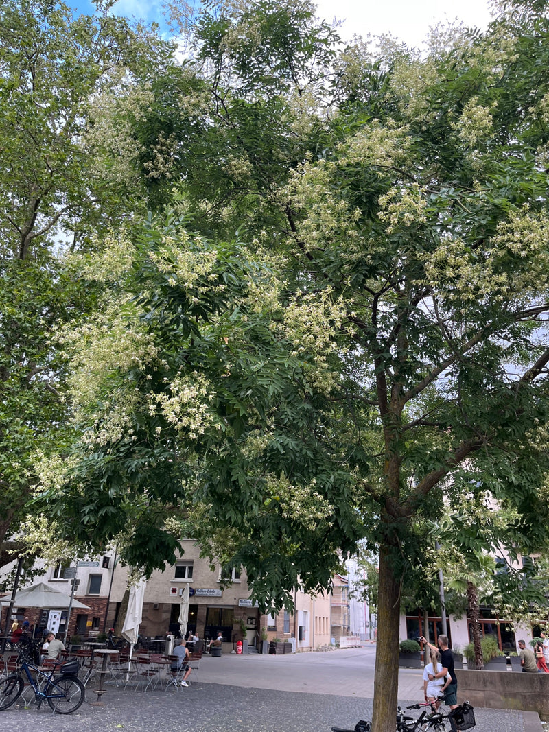 Japanse snaarboom — foto 5 van 24