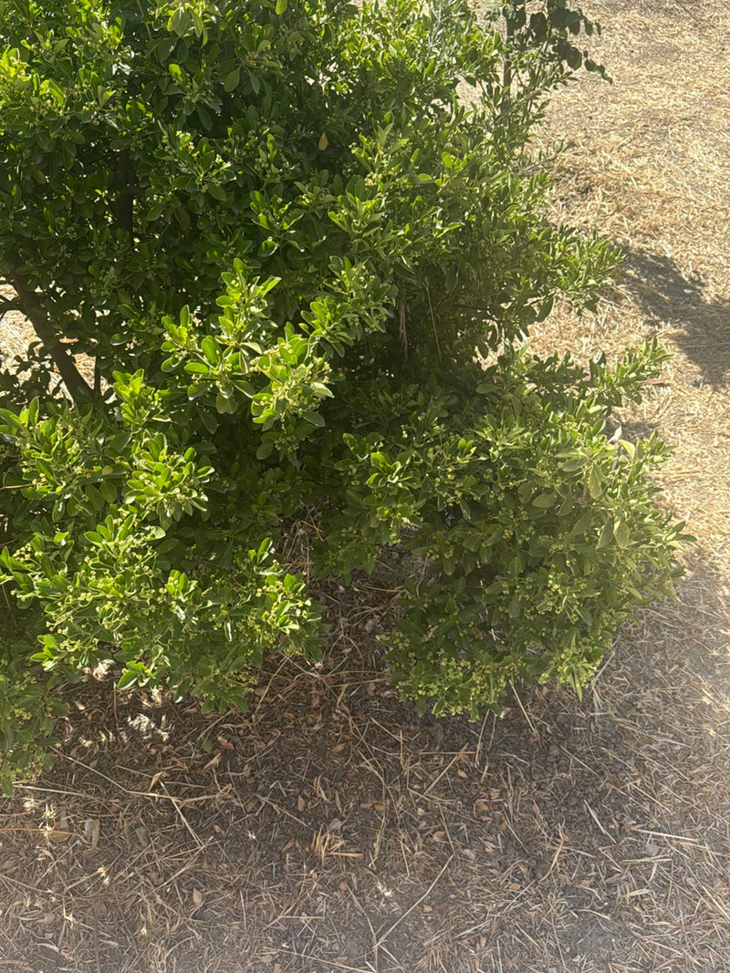 De afbeelding toont een bosachtige kardinaalsmuts met talrijke kleine, groene bladeren. De plant groeit in en omgeving met droge grond.