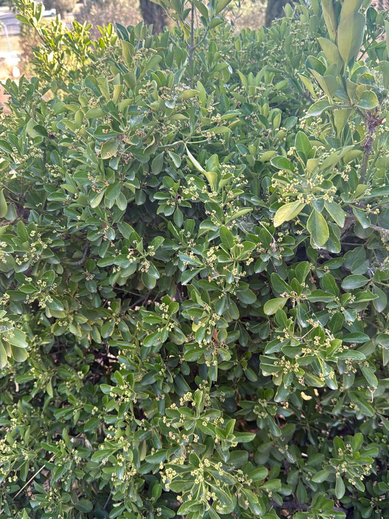 De afbeelding toont een dichte kardinaalsmuts met glanzende groene bladeren en kleine knoppen. De opname is van dichtbij in de buitenlucht gemaakt.