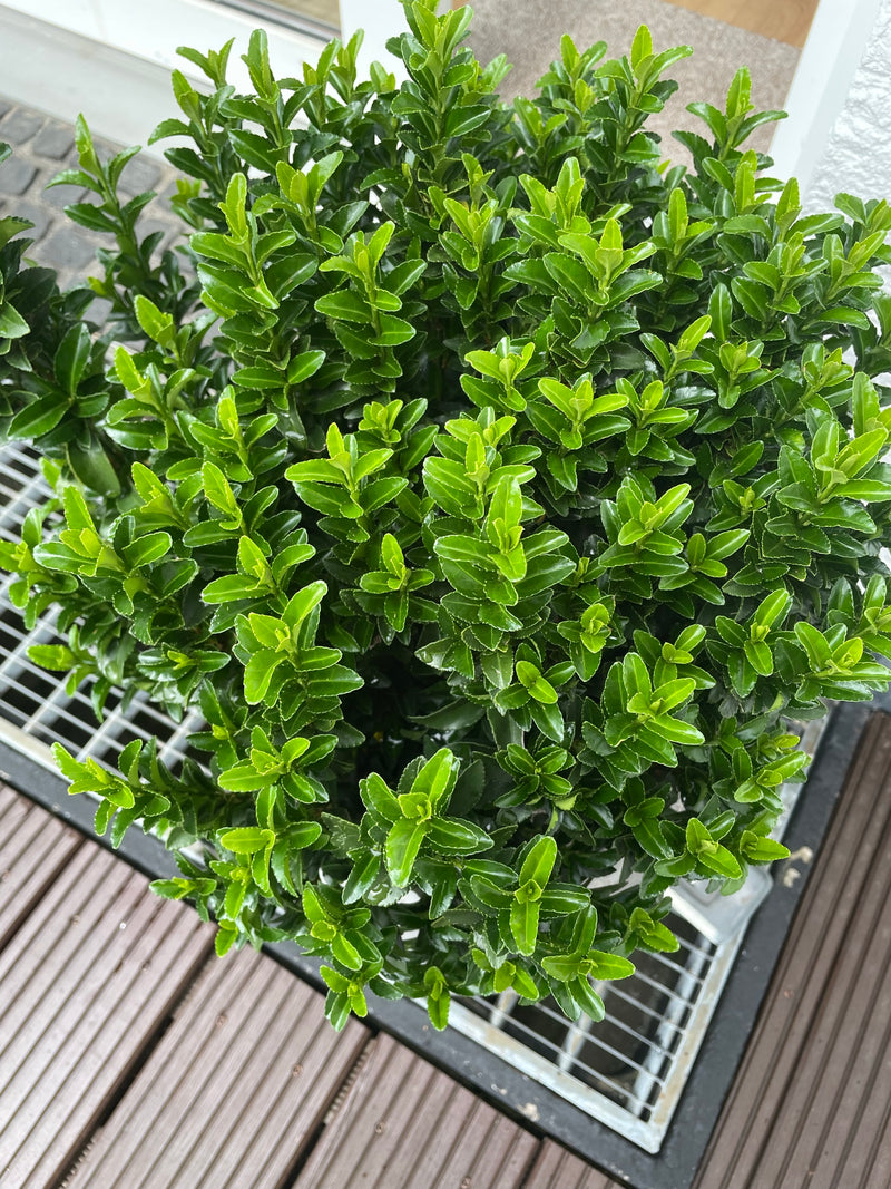 Te zien is een compacte kardinaalsmuts met dichte, glanzende groene bladeren. De opname toont de plant van bovenaf in een stedelijke of tuinachtige omgeving.