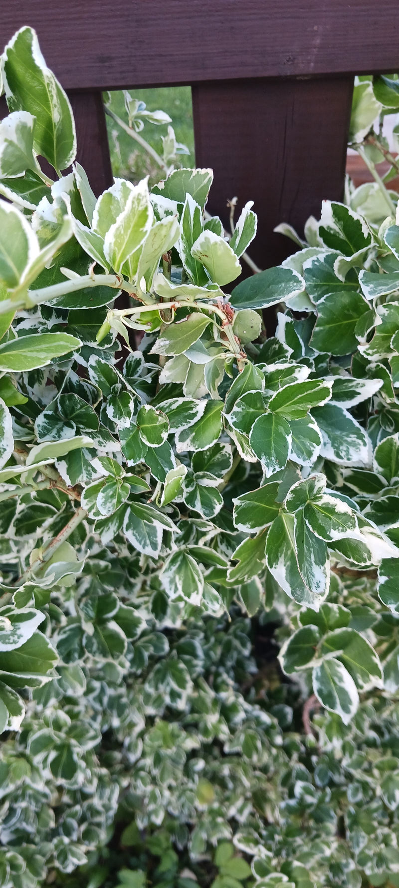 De afbeelding toont een dichtbladerige tak van een kardinaalsmuts met karakteristieke groen-witte bladeren. De plant groeit voor een donkere houten schutting.
