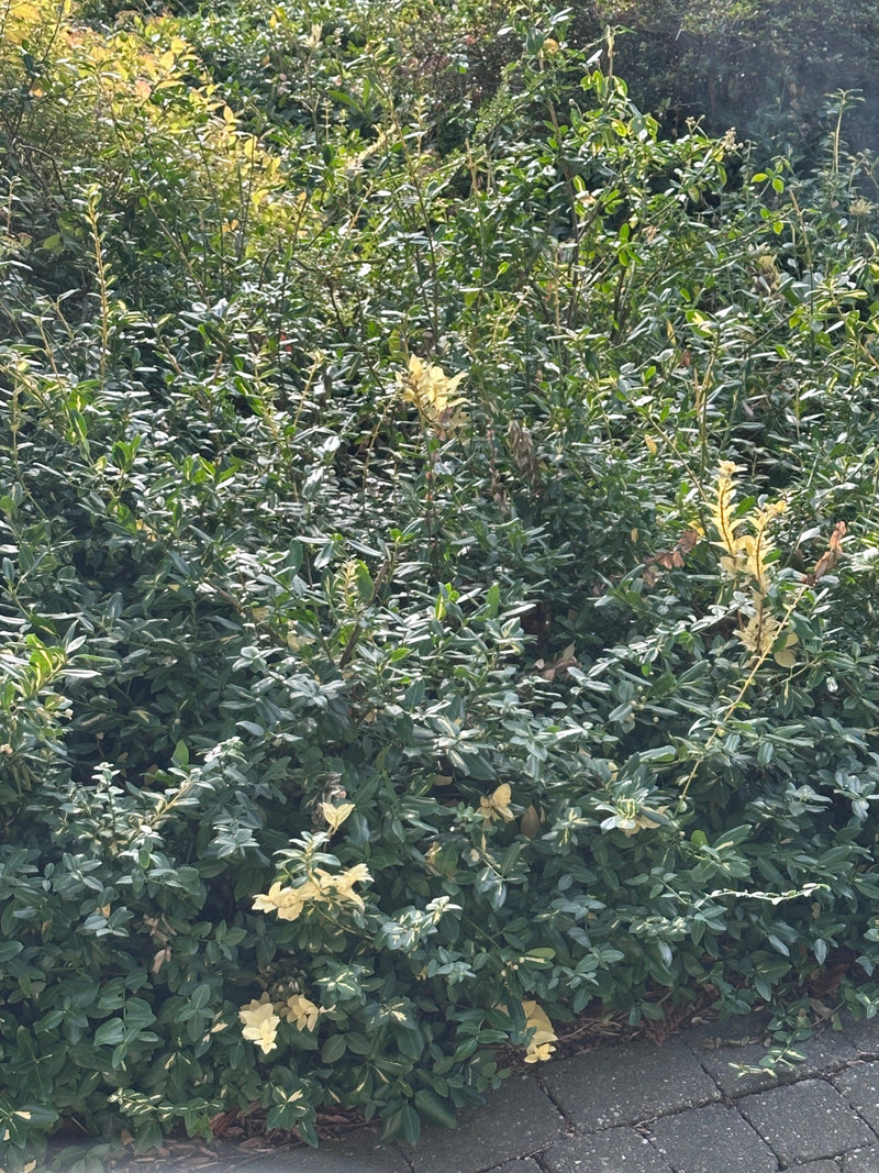 Een dichte kardinaalsmuts met glanzende, groen-witte bladeren is te zien. De plant groeit in een stedelijke omgeving vlak voor een verhard oppervlak.