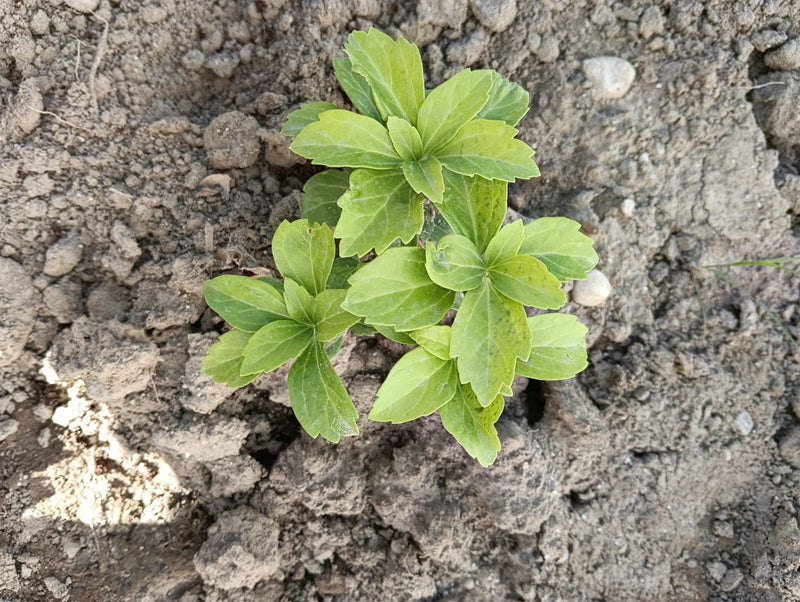 Een jonge Japanse pachysandra-plant met frisse, lichtgroene bladeren is te zien. Deze groeit centraal op een kaal aardebeed.