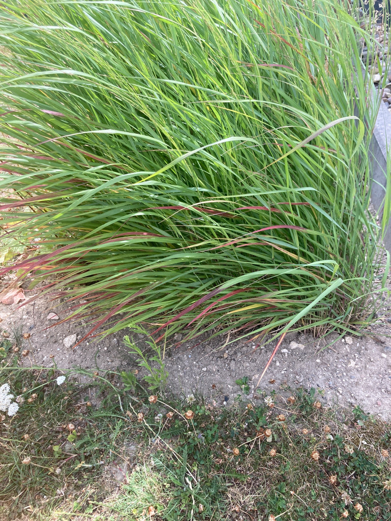 Een dichte pol groen gras is te zien, waarvan de uiteinden van de sprietjes kenmerkend rood gekleurd zijn. De plant groeit in een tuibed op zandgrond.