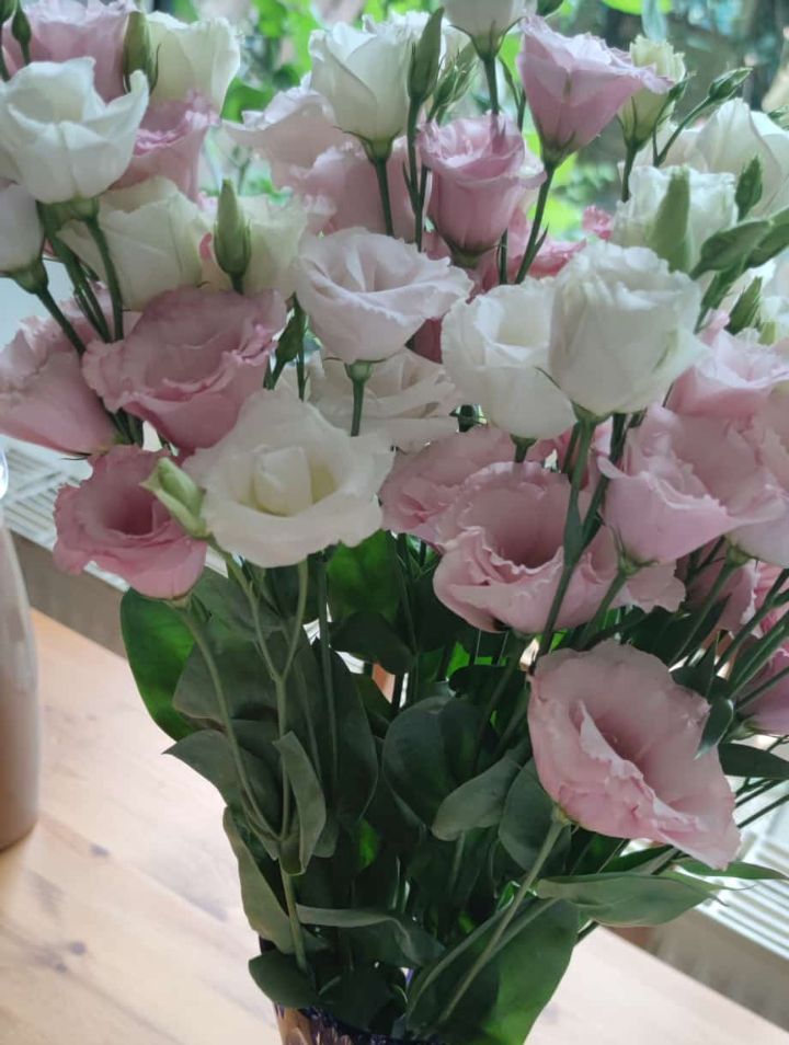 Japanse roos (Lisianthus) — Bild 1