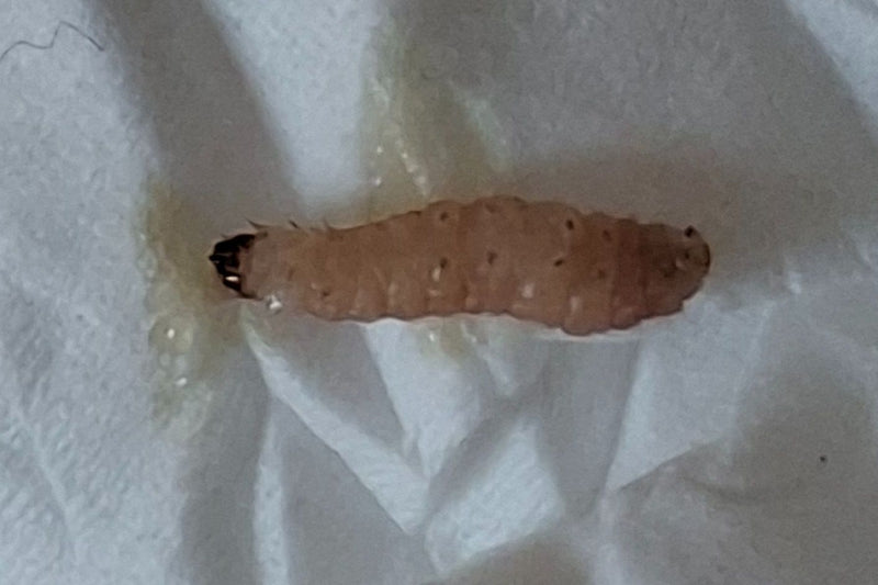 Een wit-vleeskleurige rups van de bessenwespvlinder met een donkere kop ligt op een papieren doekje.