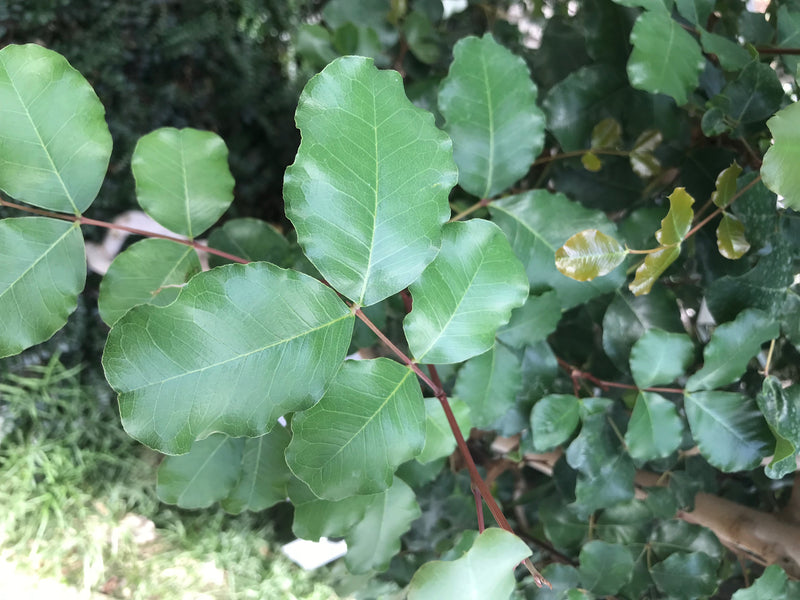 De afbeelding toont de typische glanzende groene bladeren en roodachtige bladstelen van een johannesbroodboom. De geveerde bladeren zijn in detail vastgelegd...