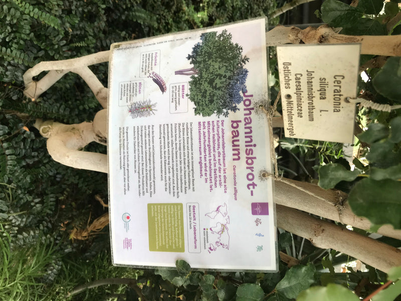 De afbeelding toont een informatiebord over de johannesbroodboom tegen de achtergrond van zijn lichte bast en groene bladeren. De signage bevat botanische de...
