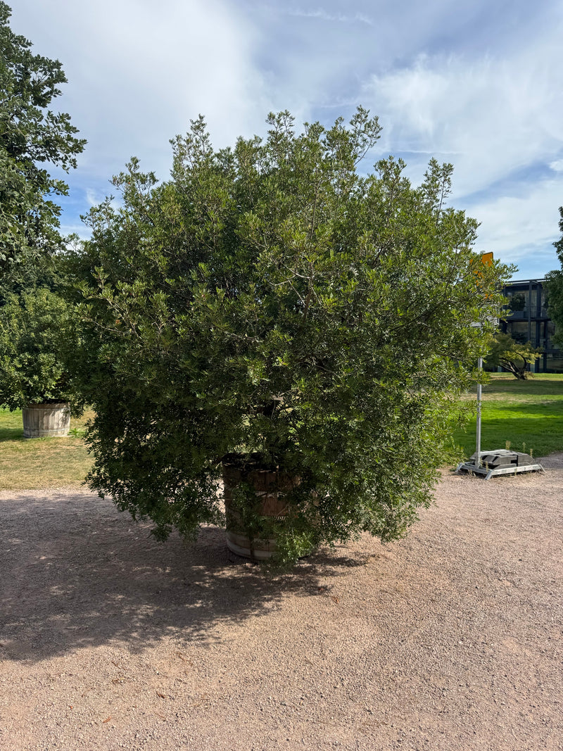 Een dichtbegroeide johannesbroodboom staat in een houten kuip op een grindpad in een park.