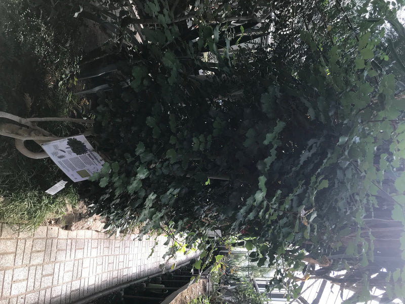 Een indische broodboom is te zien in een botanische tuin. Naast de boom staat een informatieve bord.
