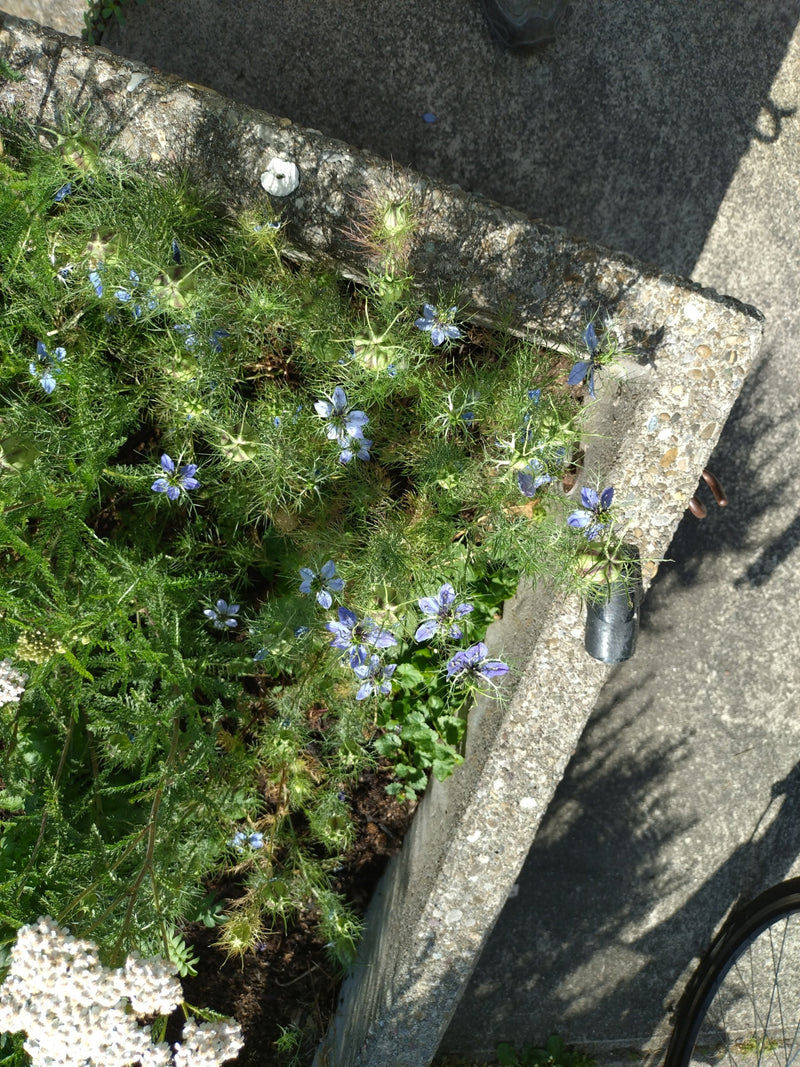 Maagd in het groen — Bild 1