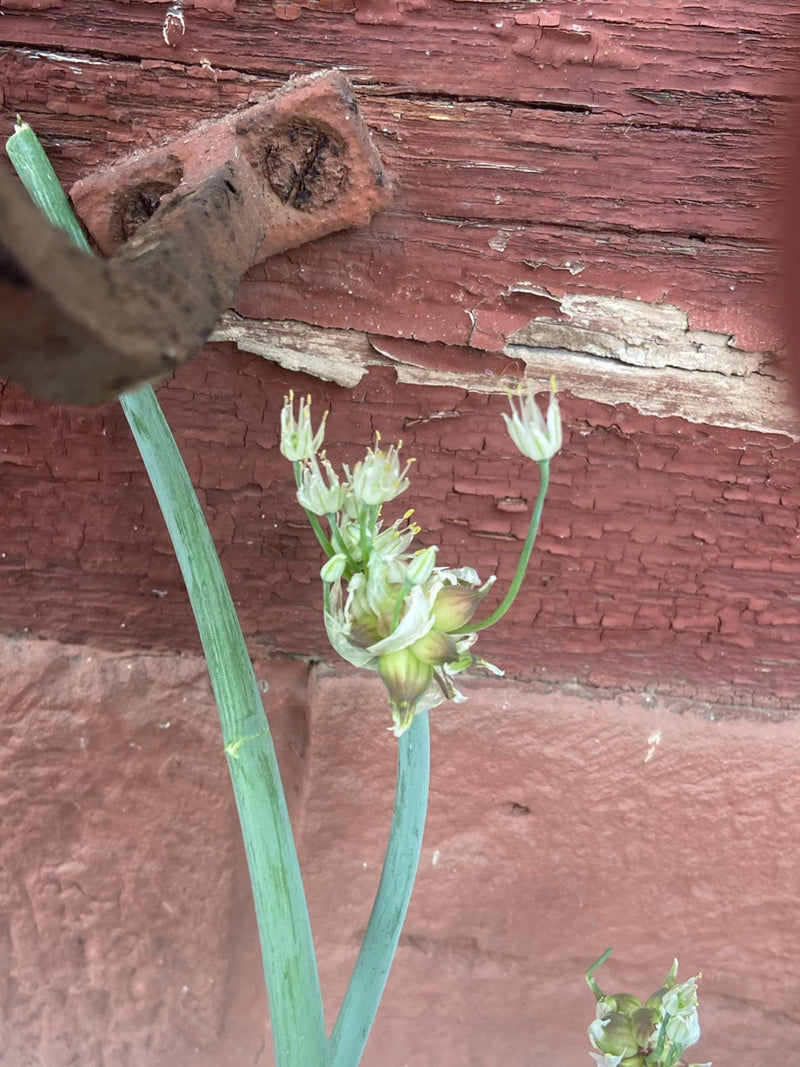 De bloeiende bloeiwijze van een ui is zichtbaar voor een roodbruine houten muur. De plant vertoont groene stengels en zich ontwikkelende broedbolletjes.