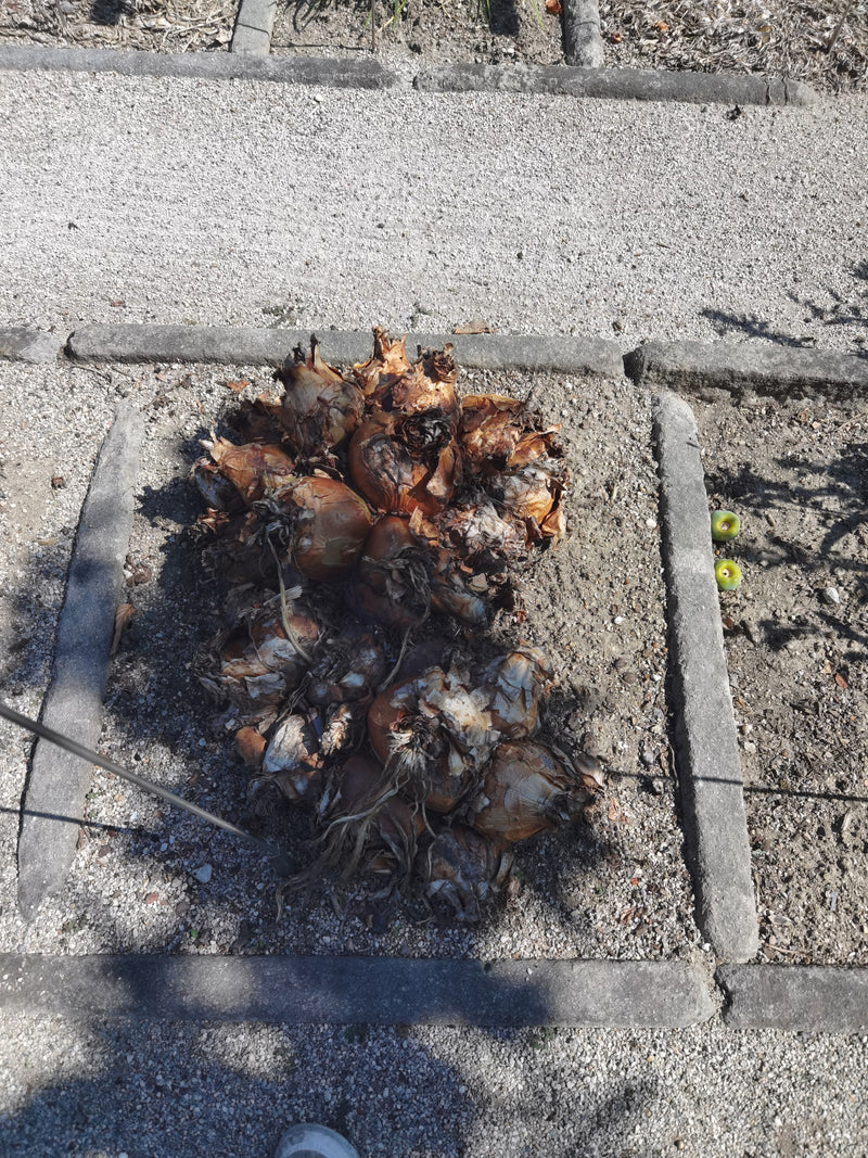 Een hoop geoogste bruine uien ligt op een licht grindbed. Ze zijn van bovenaf gefotografeerd en tonen hun typische schil.