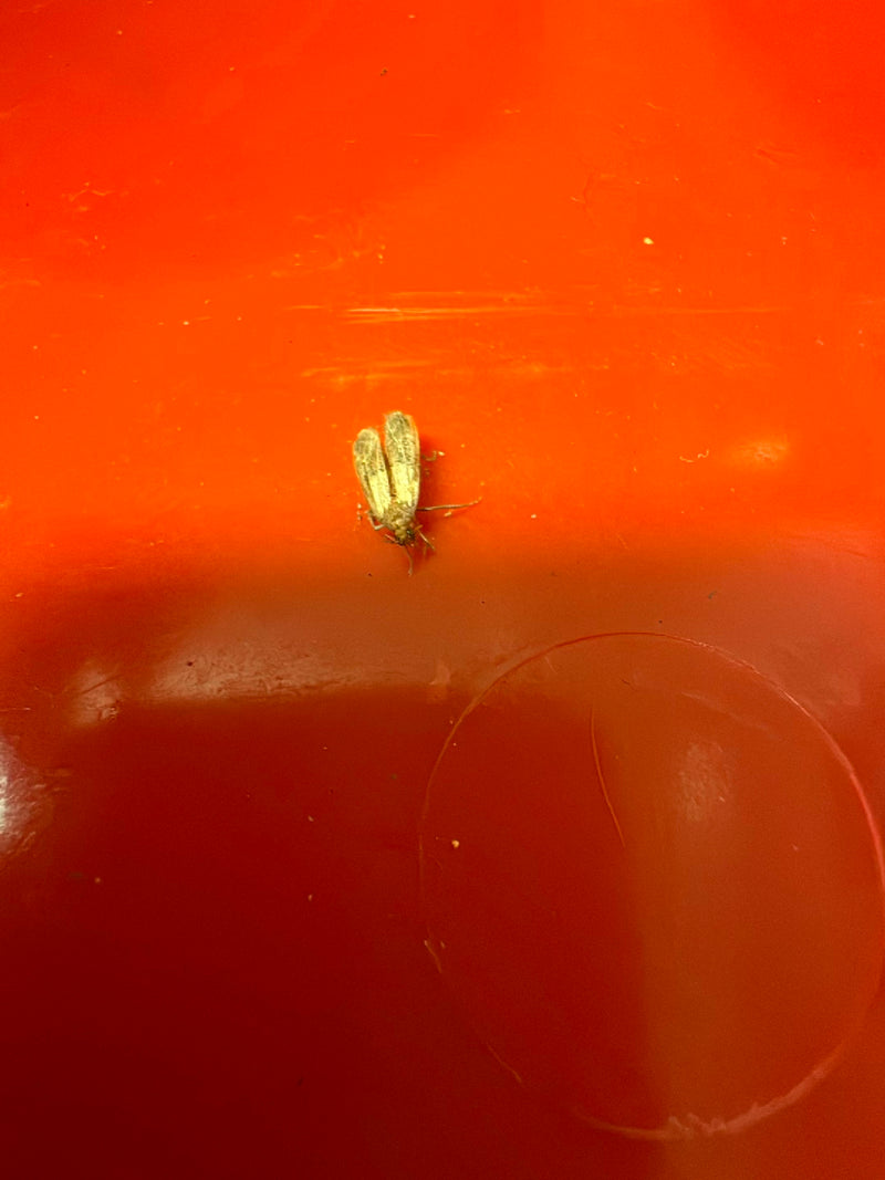 Caddisfly — Bild 1