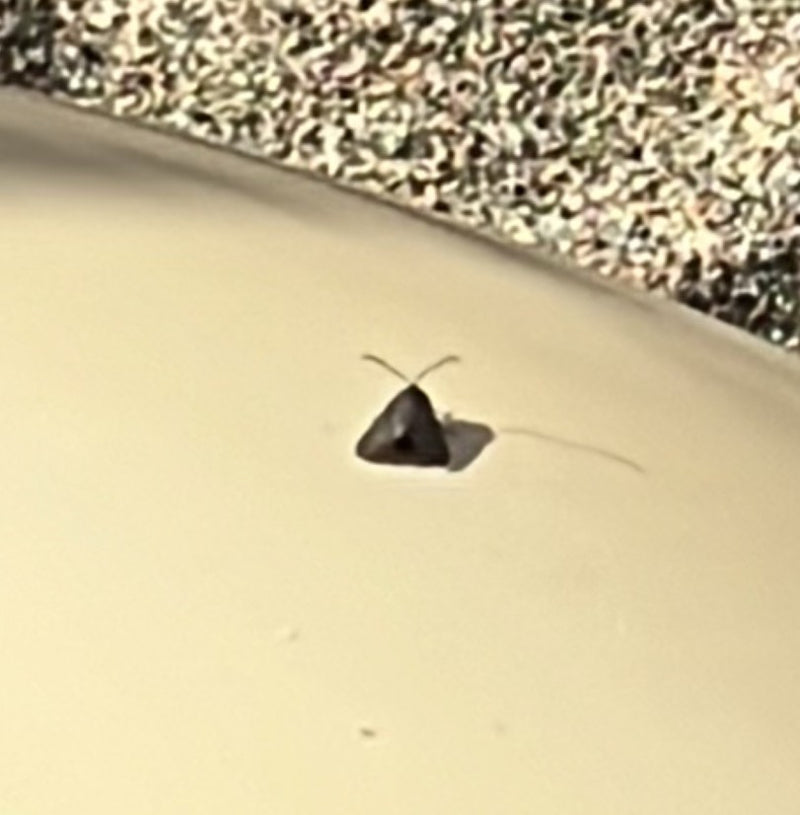Een schietmot rust op een helder, glad oppervlak. Het insect vertoont zijn typische vleugelhouding.