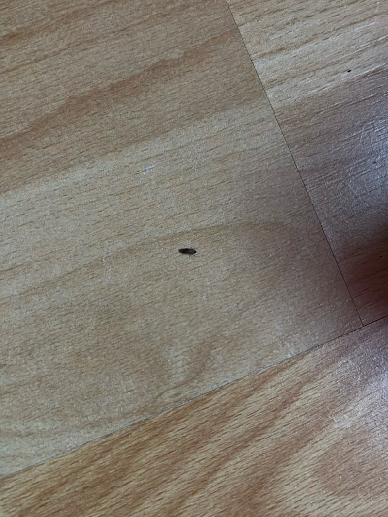 kever — Bild 2