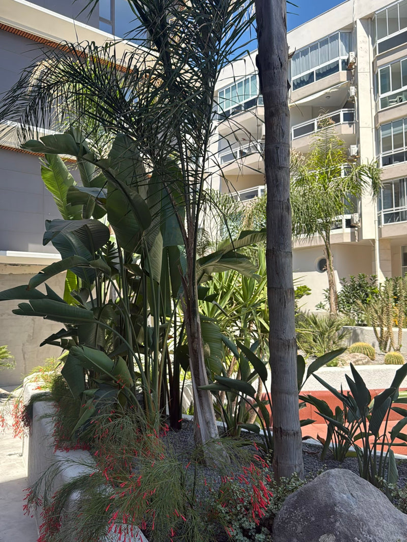 Koningin palm — Bild 2