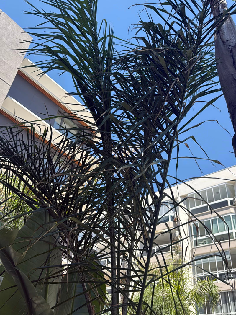 Koningin palm — Bild 1