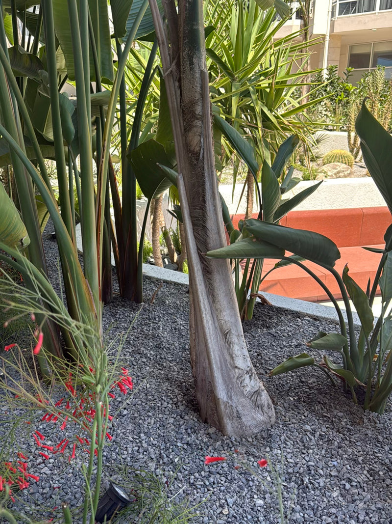 Koningin palm — Bild 3