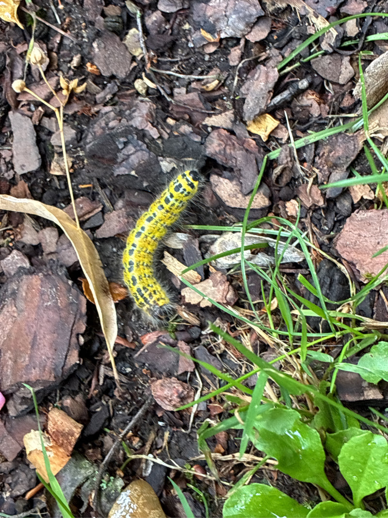 Mullein-monnik — Bild 1