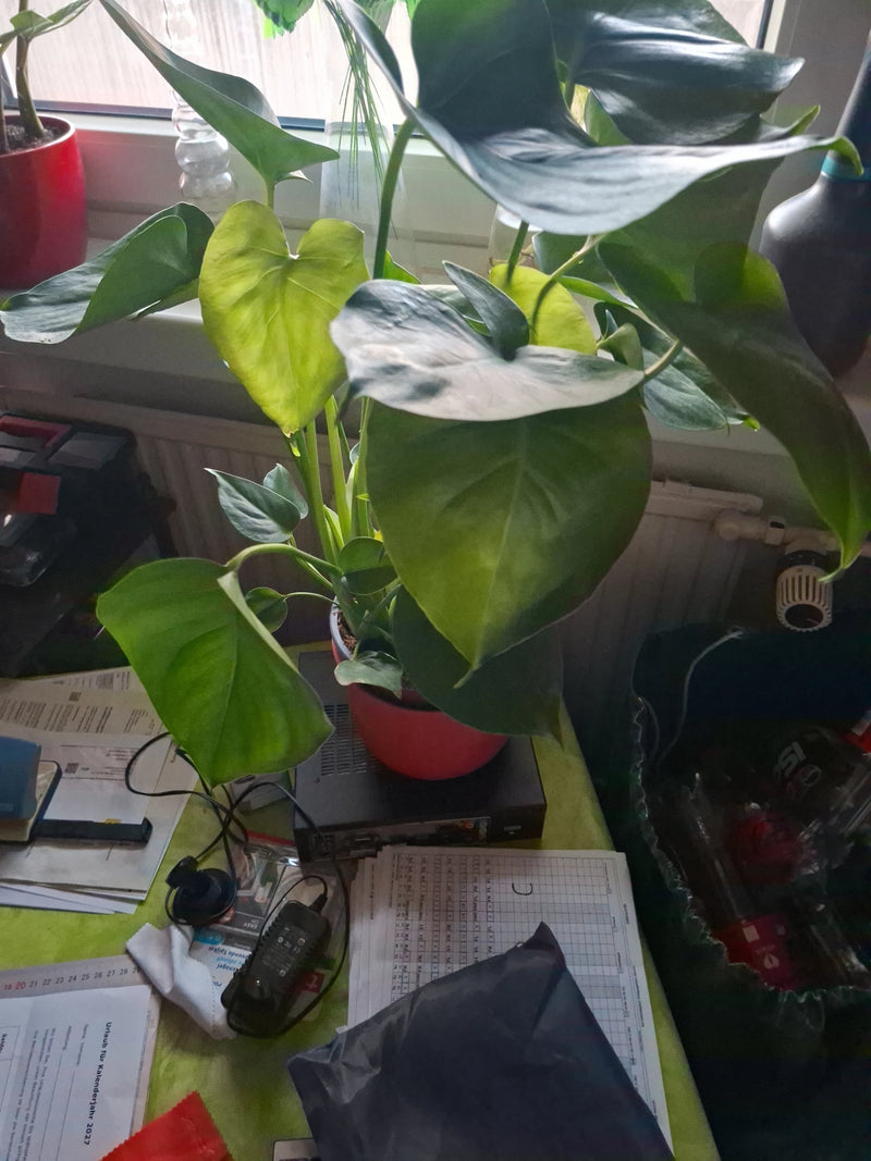 Een jonge Monstera staat in een rode pot op een tafel binnenshuis.