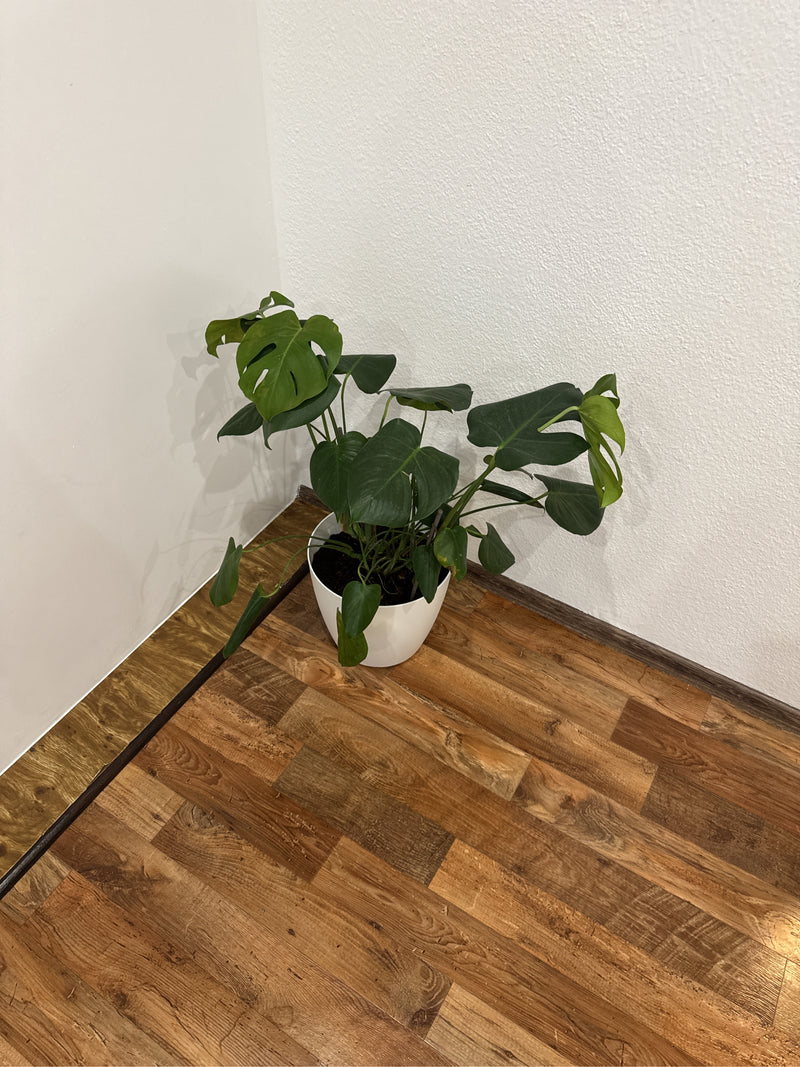 Een Monstera deliciosa in een witte pot staat op een houten vloer tegen een muur.