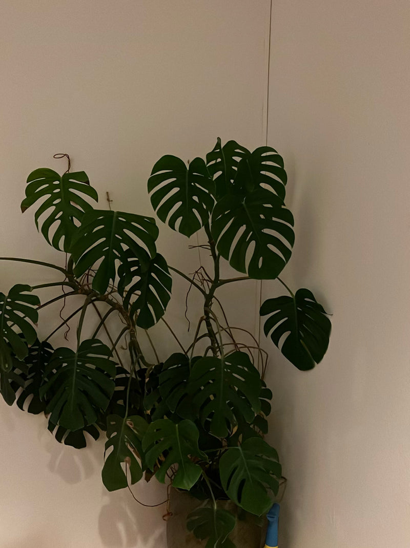 Een kamerplant met grote, karakteristiek gelobde bladeren is te zien voor een lichte muur. De plant staat in een pot en groeit omhoog.