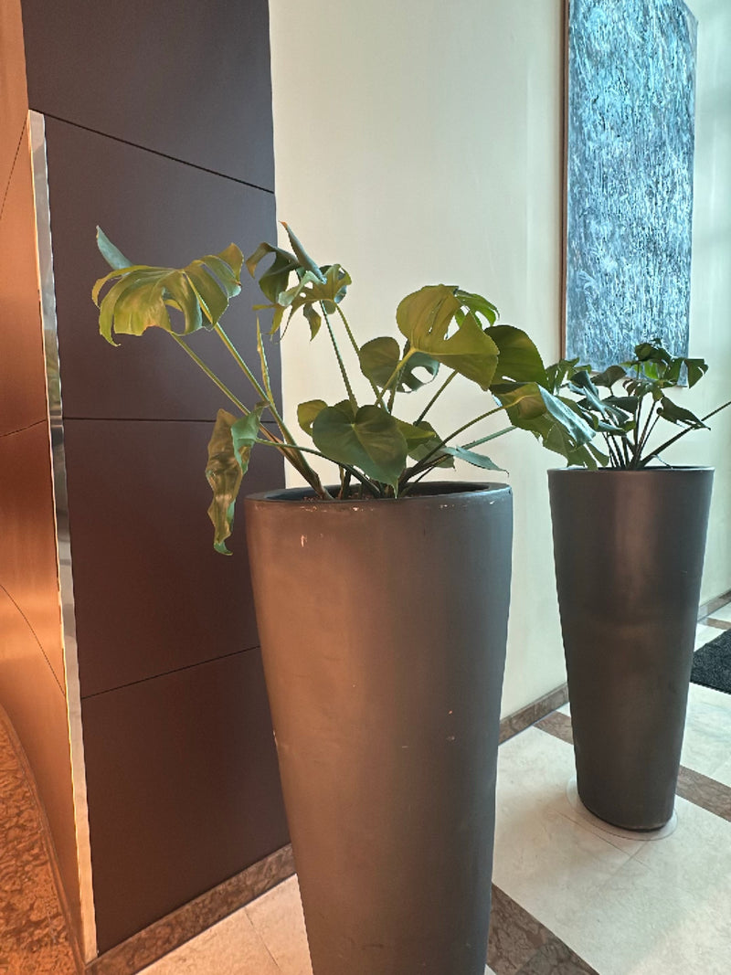 Een grote monstera is te zien in een moderne binnenbloempot. De typisch gelobde bladeren staan op lange stelen.
