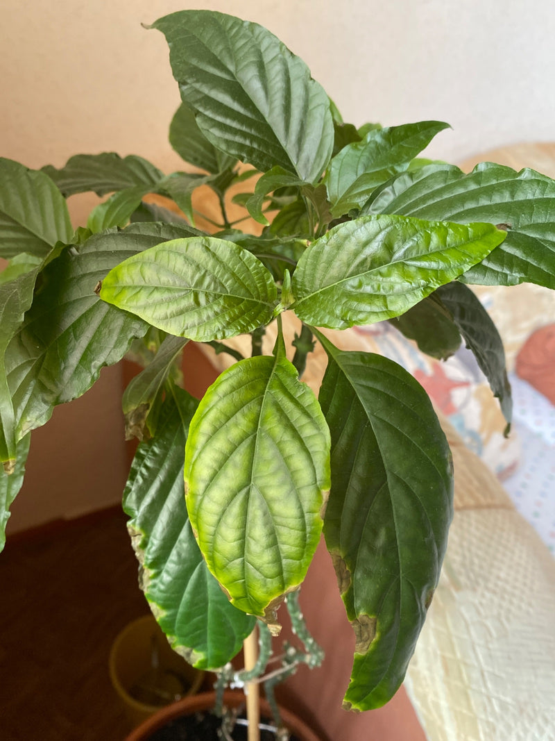 koffie plant — Bild 1