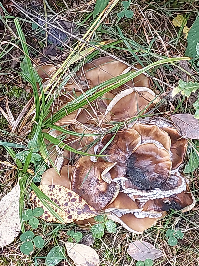 Vruchtlichamen van de gewone krulzoom groeiend tussen gras op de bosbodem.