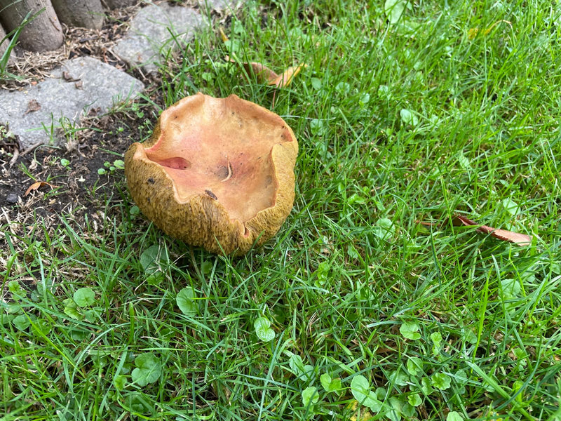 De afbeelding toont een bruine paddenstoel met een sterk omkrulde hoedrand die groeit in groen gras.