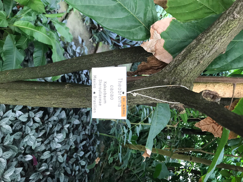 Kakaobaum — foto 4 van 6