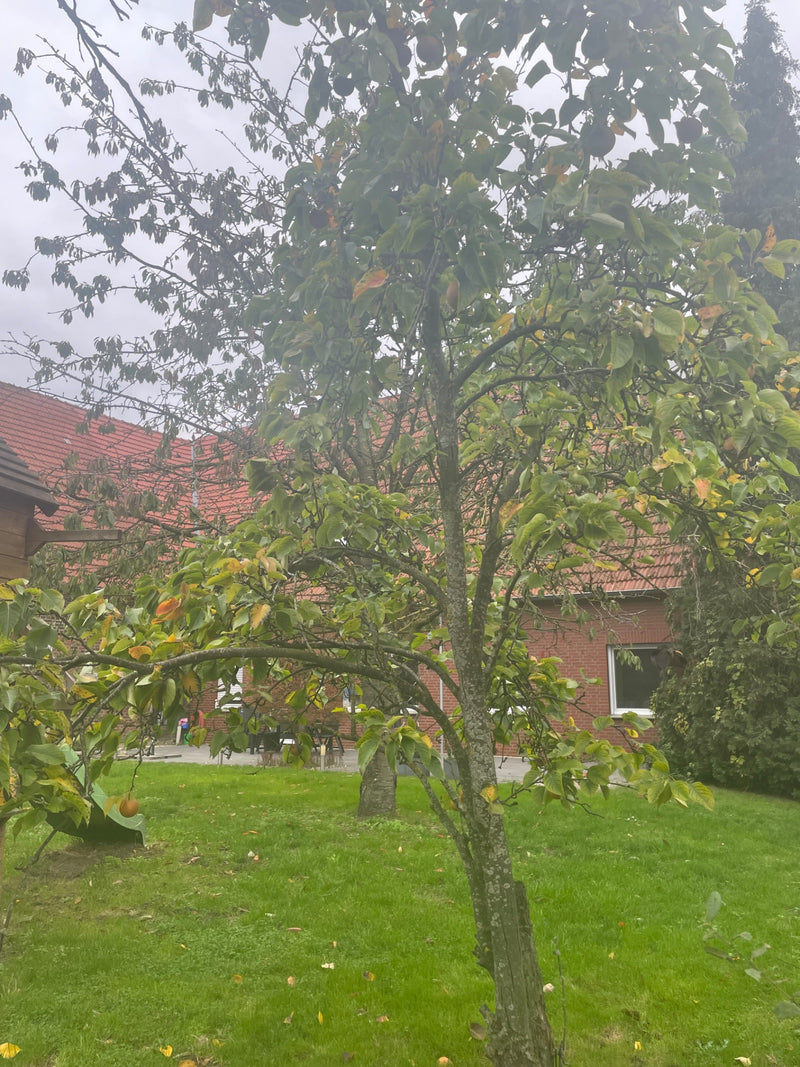 Persimmon boom — Bild 1