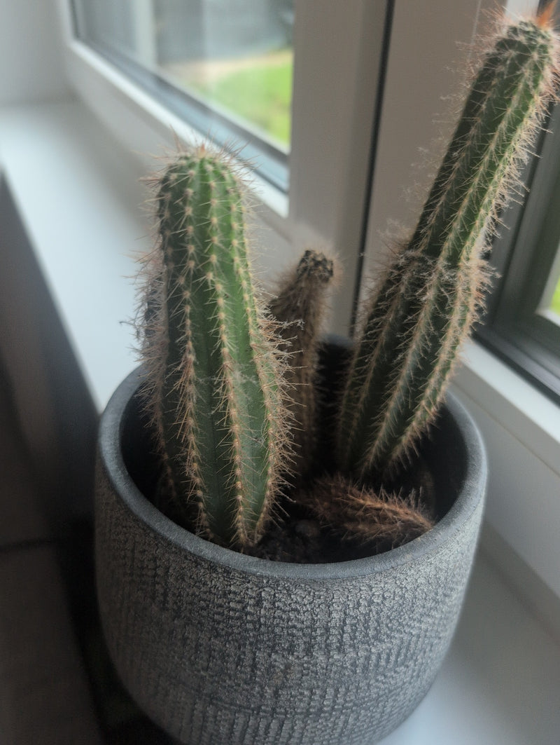 Cactusplanten — Bild 1