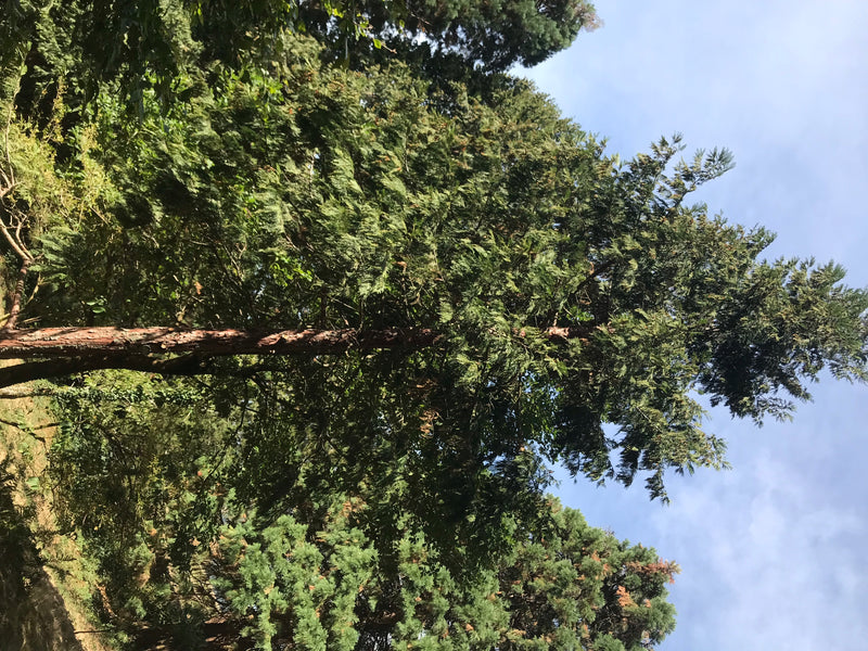 Kalifornische Weihrauchzeder — foto 5 van 7