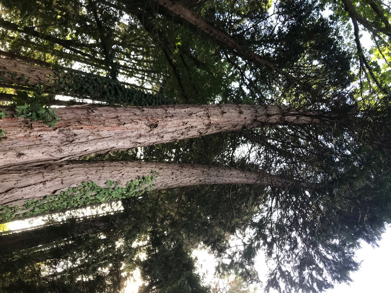 Kalifornische Weihrauchzeder — foto 2 van 7