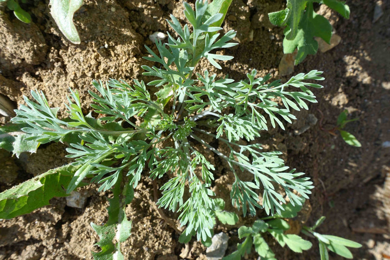 Opium-maanzaad — Bild 1