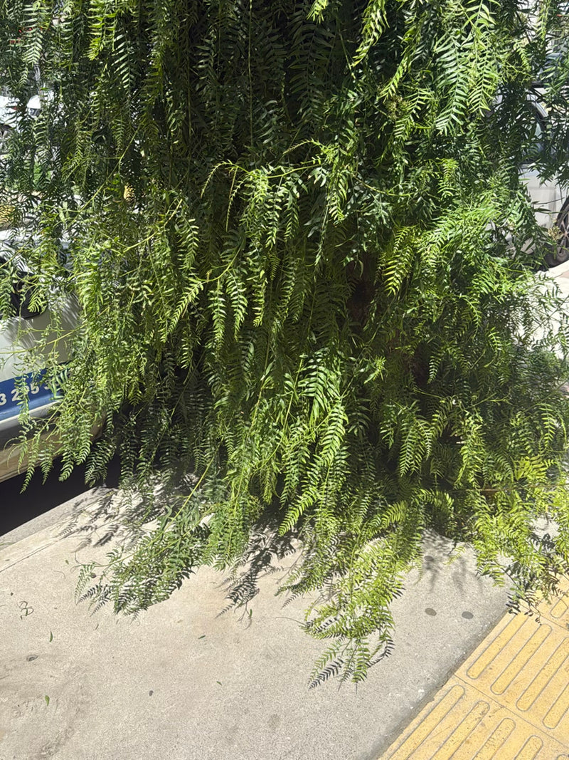 Californische peperboom — Bild 2