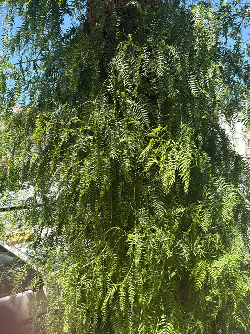 Californische peperboom — Bild 1
