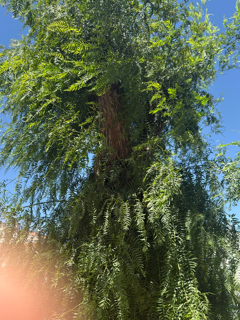 Californische peperboom — Bild 3