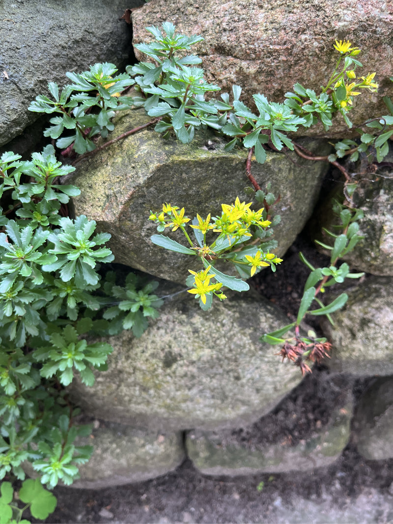 Kamtsjatka-steenpeper — foto 1 van 2