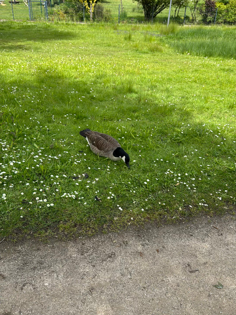 Canadese gans — Bild 4