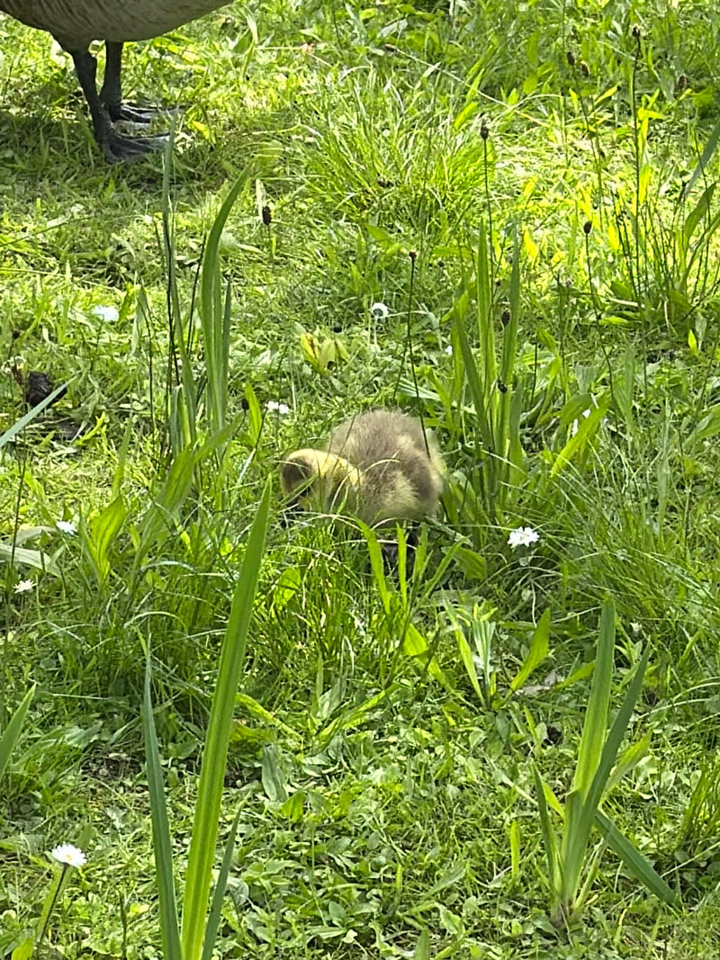 Een gansje van de Canadese gans loopt door hoog gras in een weiland. De poten van een volwassen vogels zijn ook zichtbaar linksboven.