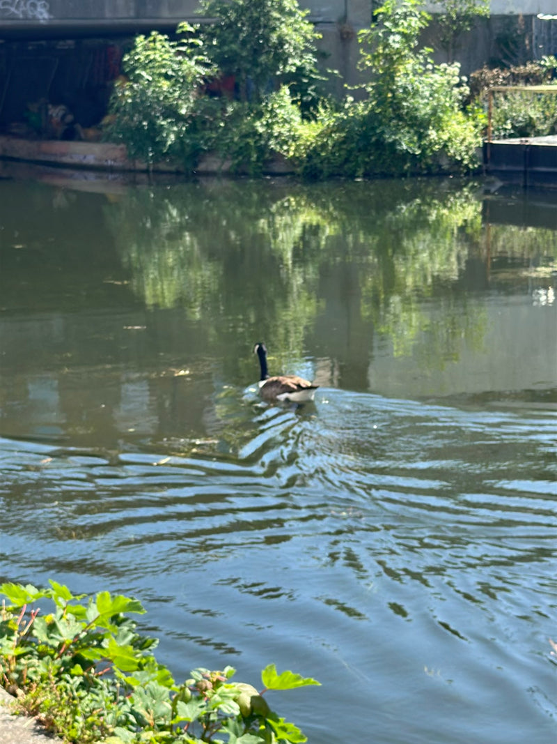Canadese gans — Bild 3