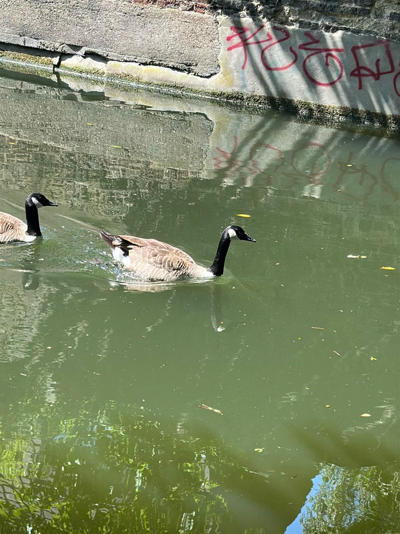 Canadese gans — Bild 1